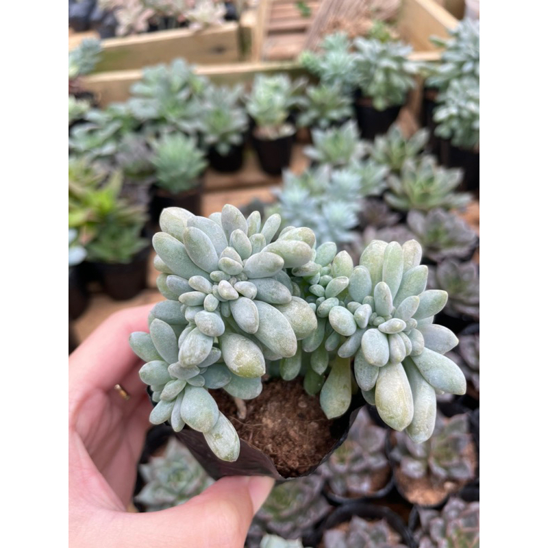 Sen đá NHIỀU LOẠI bầu đen - Size từ 4cm - 5cm - Vườn Đà Lạt Momfarm