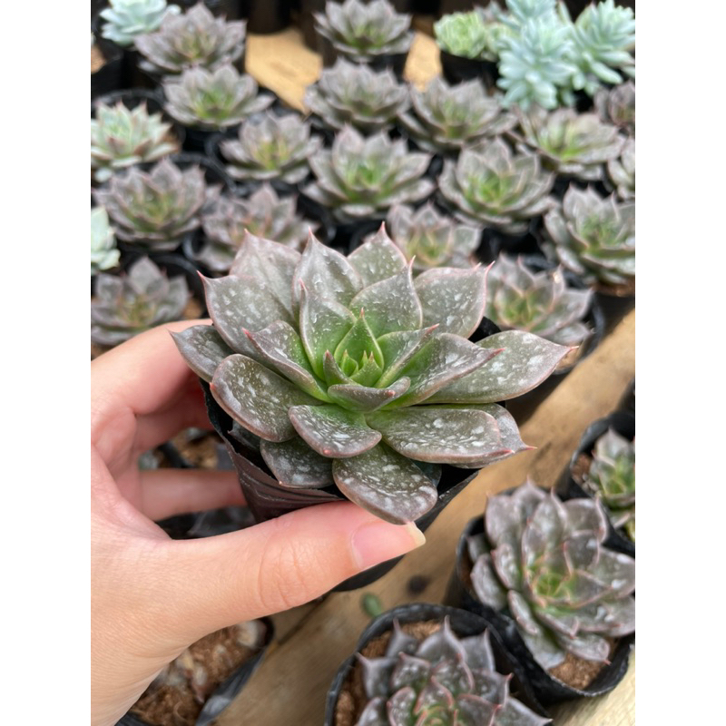 Sen đá NHIỀU LOẠI bầu đen - Size từ 4cm - 5cm - Vườn Đà Lạt Momfarm