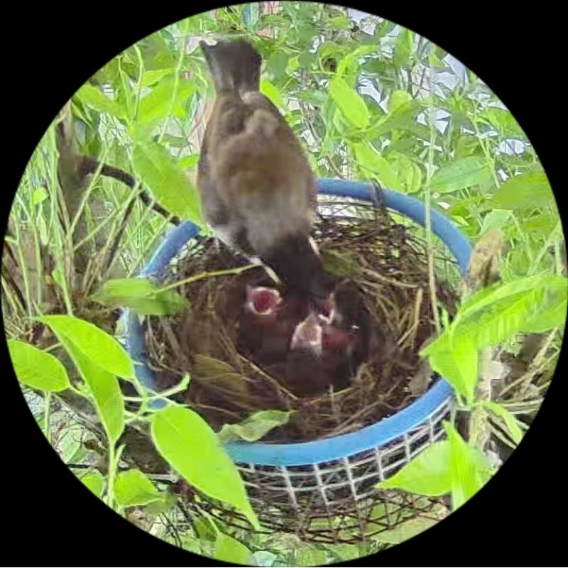 Cám kích đẻ chim chào mào