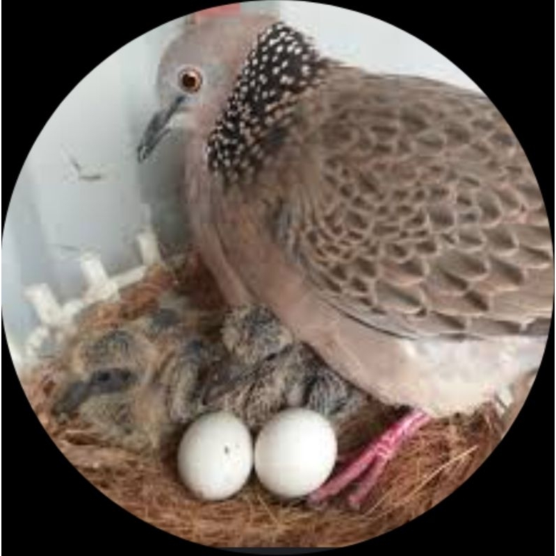 Cám chim kích đẻ