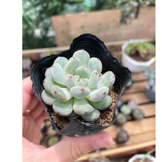Sen đá nhiều loại bầu đen - size từ 4cm - 5cm - vườn đà lạt momfarm