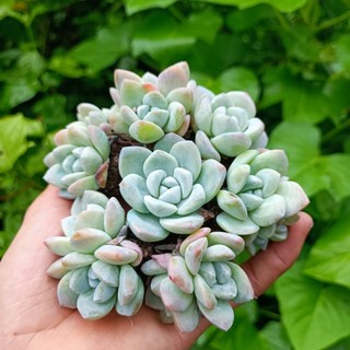 Sale++ Sen Đá Sỏi  Cánh Mập Rất Đẹp.
