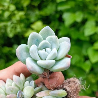Sale++ Sen Đá Sỏi  Cánh Mập Rất Đẹp.