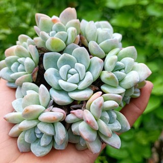 Sale++ sen đá sỏi cánh mập rất đẹp.