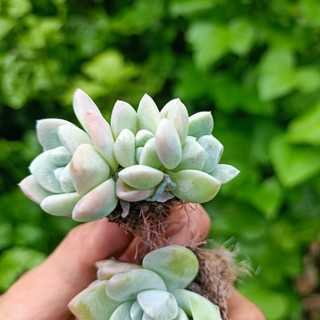 Sale++ Sen Đá Sỏi  Cánh Mập Rất Đẹp.
