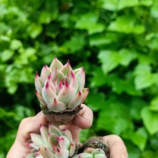 Sale+ Sen Đá Móng Đỏ Siêu Đẹp.😍