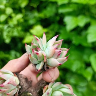 Sale+ Sen Đá Móng Đỏ Siêu Đẹp.😍