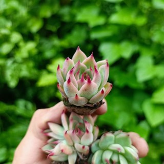 Sale+ Sen Đá Móng Đỏ Siêu Đẹp.😍