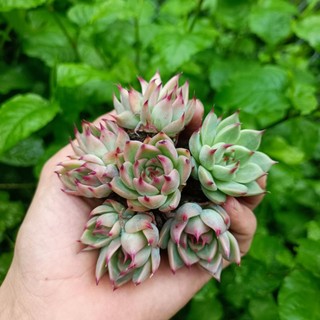 Sale+ Sen Đá Móng Đỏ Siêu Đẹp.😍