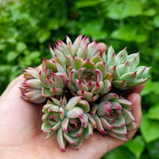 Sale+ Sen Đá Móng Đỏ Siêu Đẹp.😍