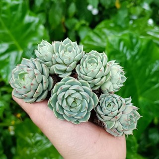 Sale++ sen đá hồng xanh tròn rất đẹp.