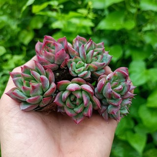Sale++ sen đá đỏ viền rất đẹp.