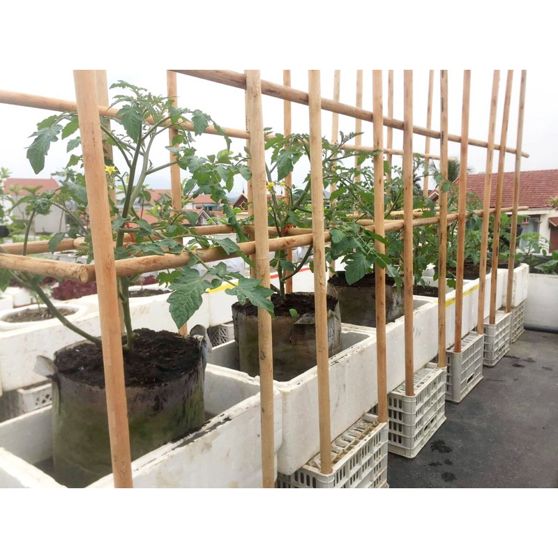 Đinh 5cm đóng cọc gỗ keo 1m3 x 3cm