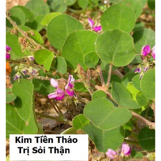 cây kim tiền thảo