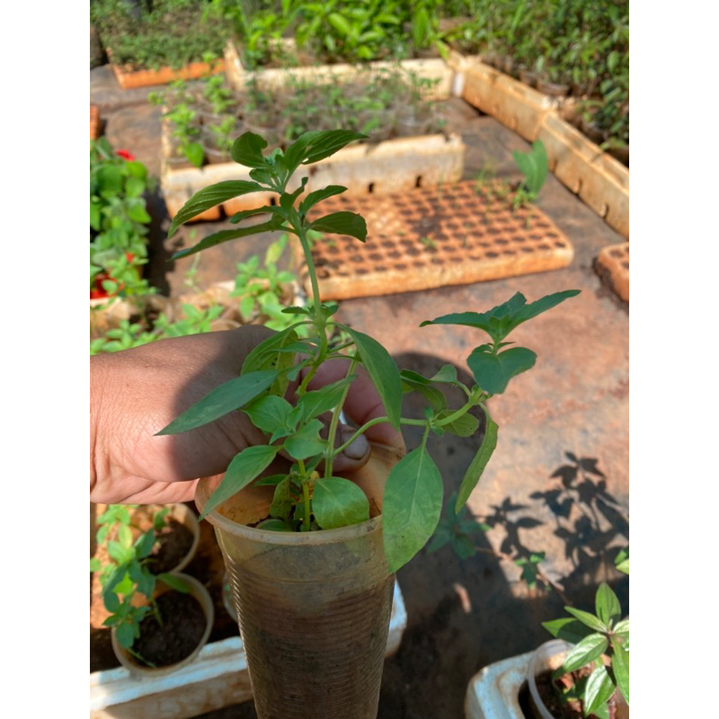 Bạc hà perpermint