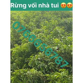 LÁ VỐI NẾP TƯƠI/KHÔ