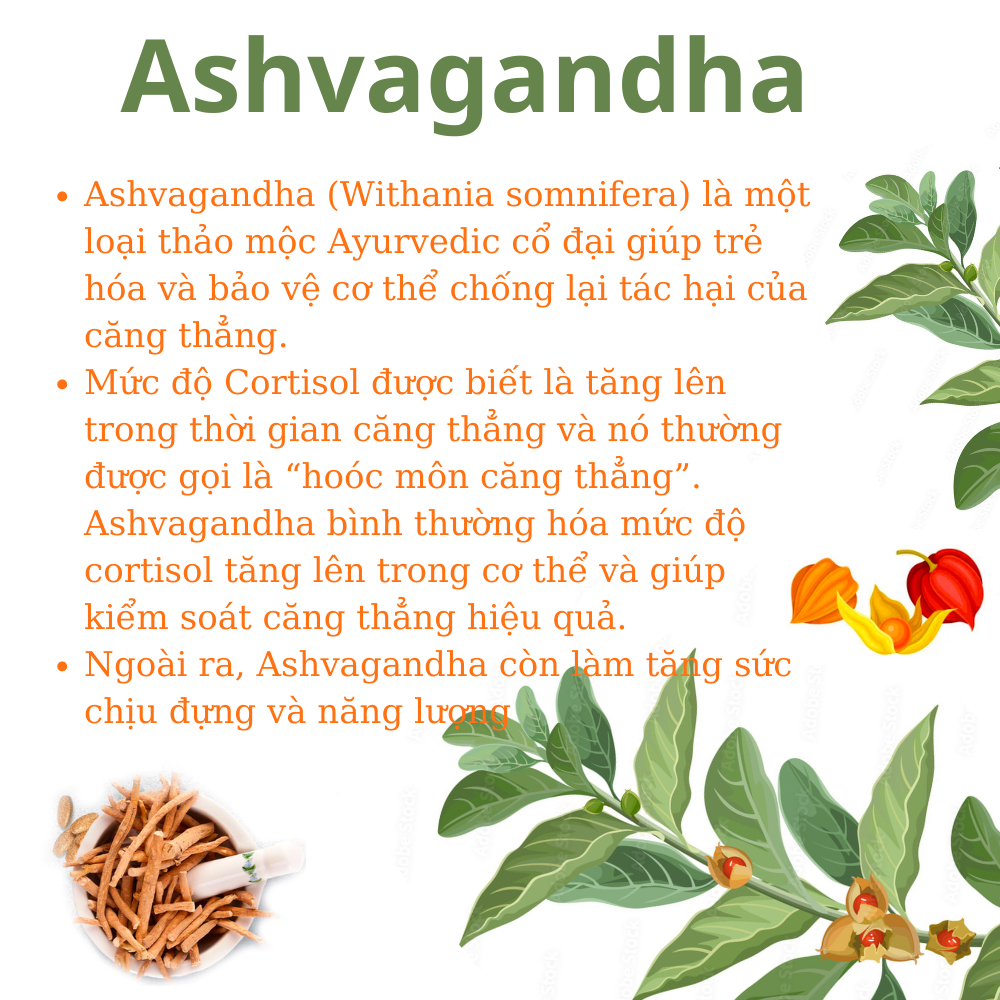 Ashwagandha Himalaya hộp 60 Viên Date 2026 Sâm Ấn tăng cường sinh lý nam giớ nâng cao sức đề kháng