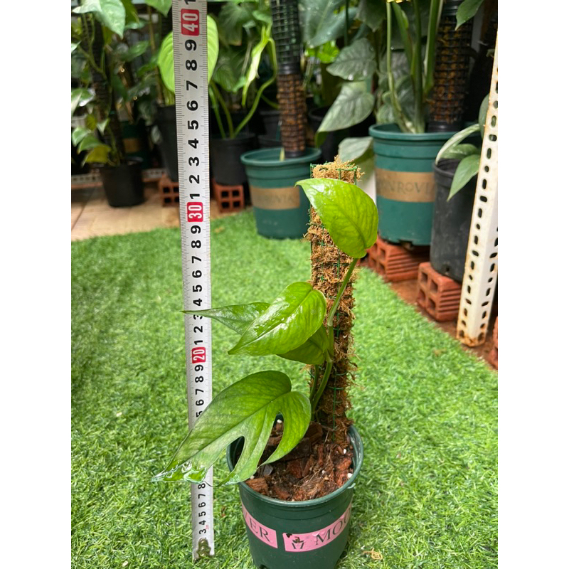 Cây trầu bà philodendron  cebu blue