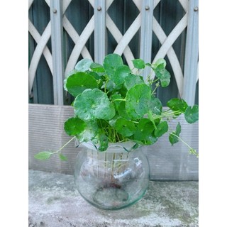 Chậu cây rau má kiểng thủy sinh
