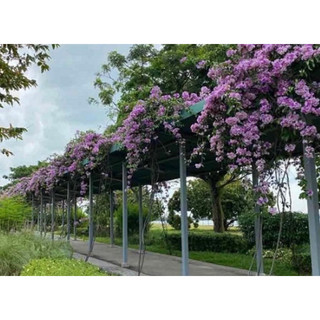 Cây giống hoa Lan tỏi(1 bầu 20cm)