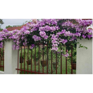 Cây giống hoa Lan tỏi(1 bầu 20cm)