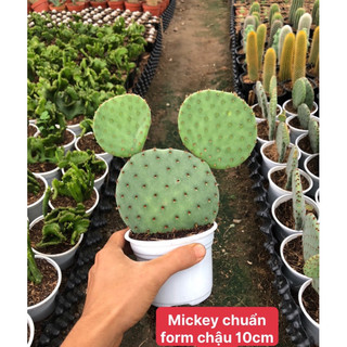 Xương rồng tai mickey chậu 10 có 2 tai