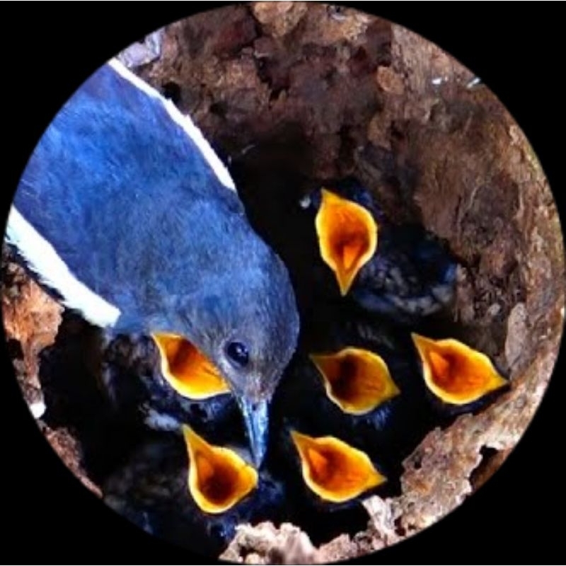 Cám chim kích đẻ