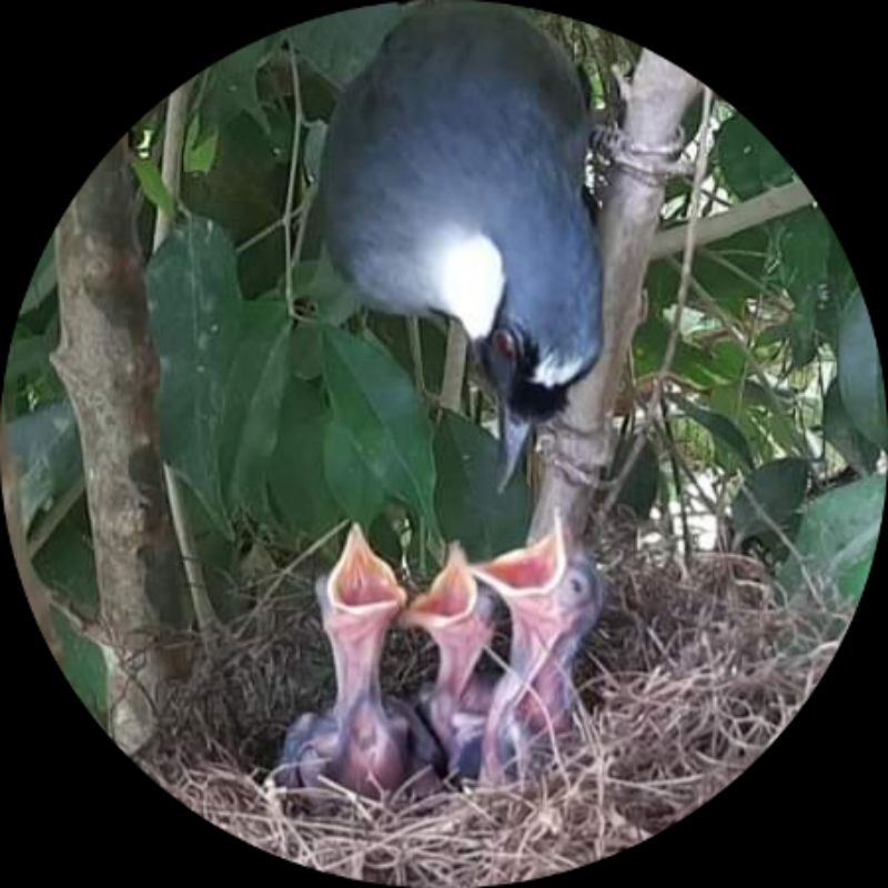 Cám chim kích đẻ