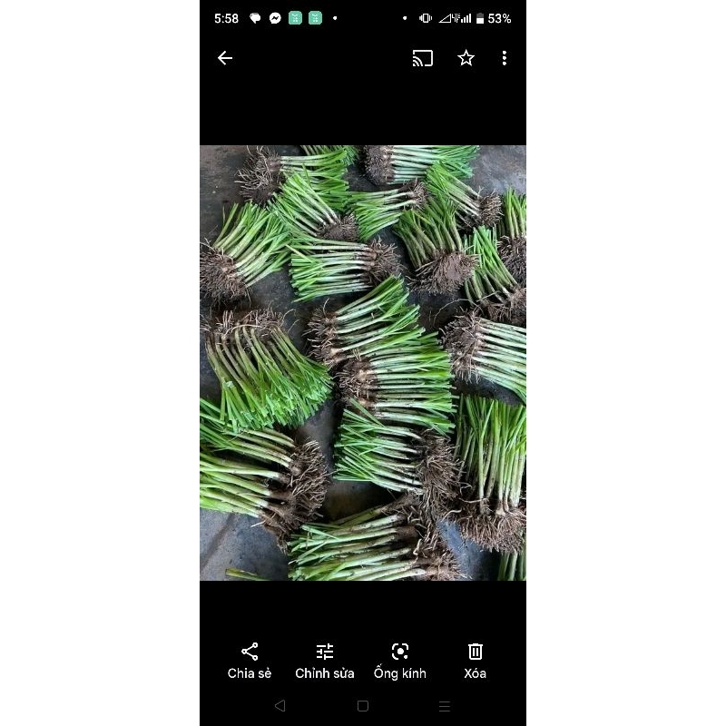 100gr  gốc hẹ giống