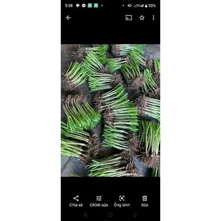 100gr gốc hẹ giống