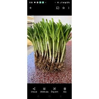100gr  gốc hẹ giống