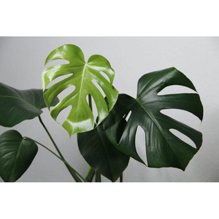 Cây Trầu Bà Monstera cao 80cm - 1m ( ảnh thật số 2 )..