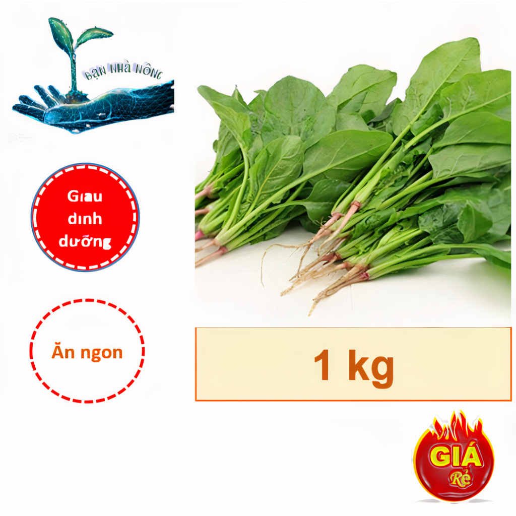 Hạt giống rau cải bó xôi cao sản ( Gói 1Kg ) - Giàu dinh dưỡng, Ăn ngon đậm vị