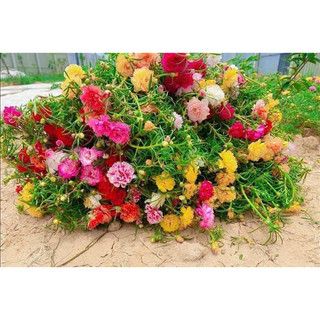 1kg Hoa 10h Thái kép cành to dài đẹp 20 màu hàng sẵn.