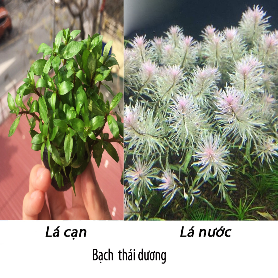 Cây Thủy Sinh Bạch Thái Dương 13-15 cây