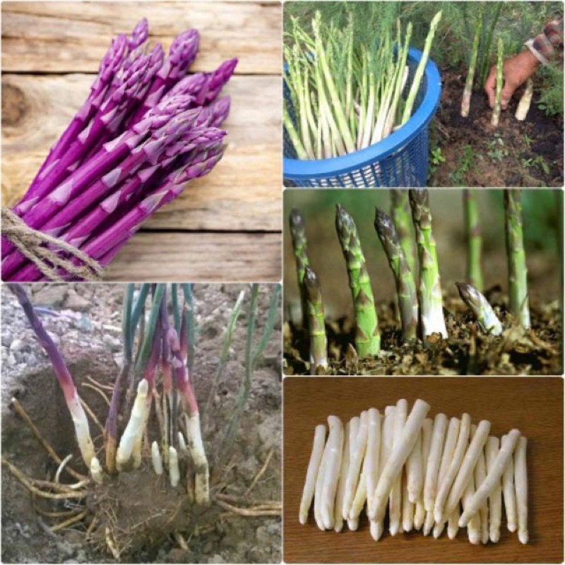 măng tây tím gốc nhỏ