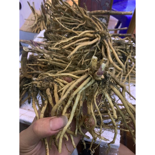 10 gốc măng tây  nhỏ mua 10 tặng 2