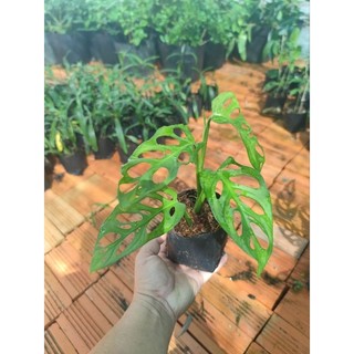 Cây giống trầu bà Monstera Adansonii, trầu bà cửa sổ, mua 3 tặng 1