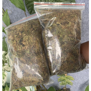 Rêu rừng, rêu khô lót nền cho bò sát, ếch, thức ăn cho ốc mượn hồn - 300gram xanh mướt