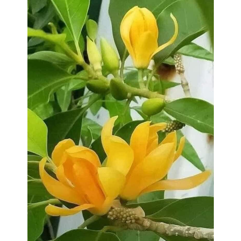 Cây ngọc lan hoa vàng thơm