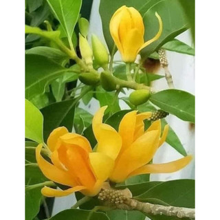 Cây ngọc lan hoa vàng thơm
