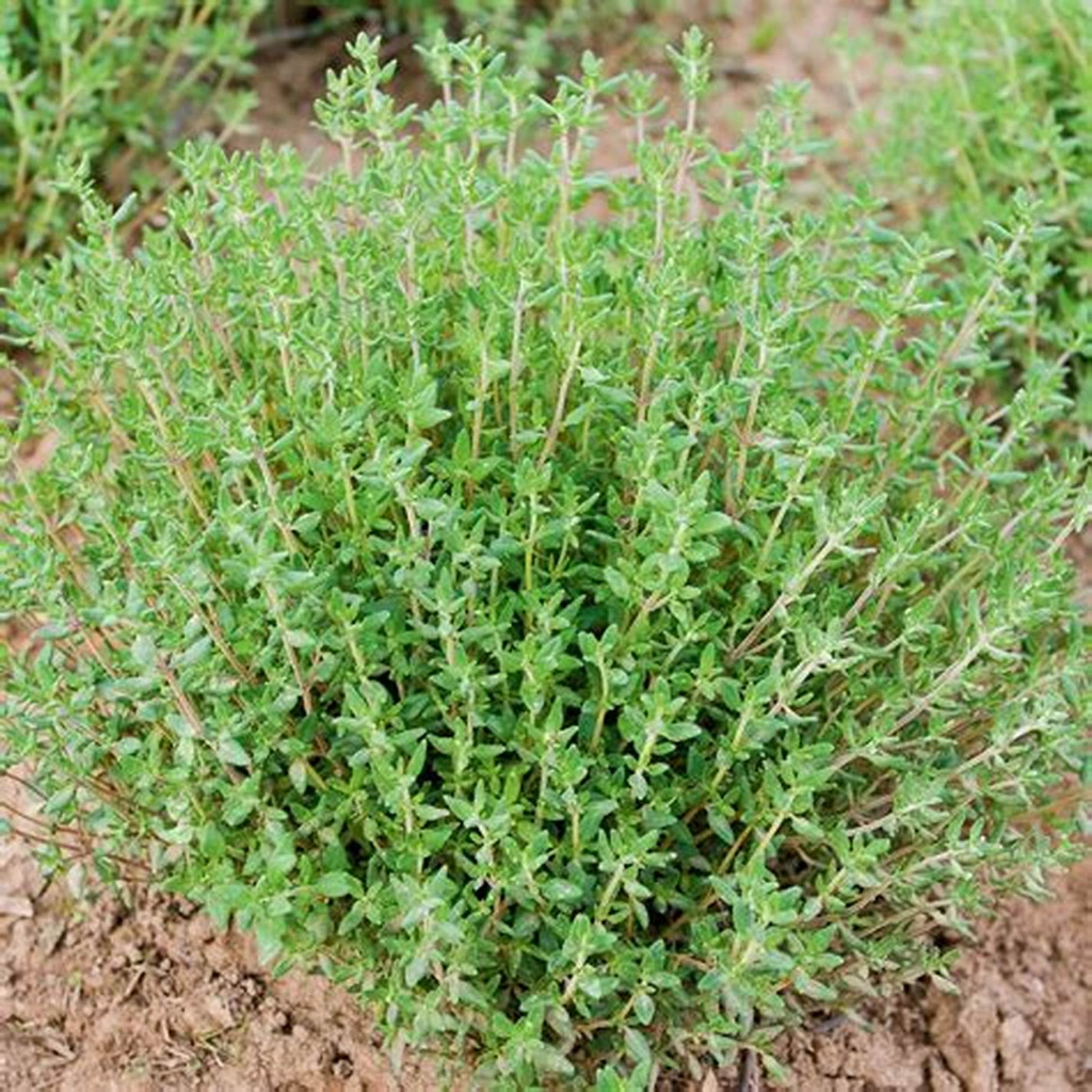 Hạt Giống Cỏ Xạ Hương (Thyme) (gói 100hạt) - Hương Thơm Tinh Tế,Dùng Làm Gia Vị