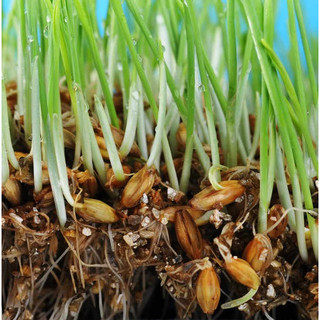 Hạt Giống Cỏ Lúa Mì Cho Thú Cưng (gói 20gram) - Dễ Trồng,Thơm Ngon