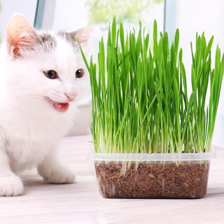 Hạt Giống Cỏ Lúa Mì Cho Thú Cưng (gói 20gram) - Dễ Trồng,Thơm Ngon