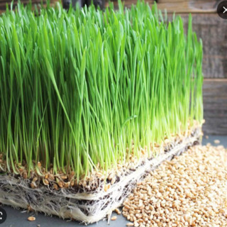 Hạt Giống Cỏ Lúa Mì Cho Thú Cưng (gói 20gram) - Dễ Trồng,Thơm Ngon