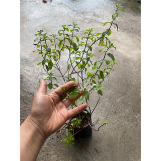 [CHỈ SHIP BẮC,TRUNG] Cây Rau Húng Bạc Hà (Rau Húng) Trồng Sẵn Bầu Đen Nhỏ Gồm Nhiều Nhánh