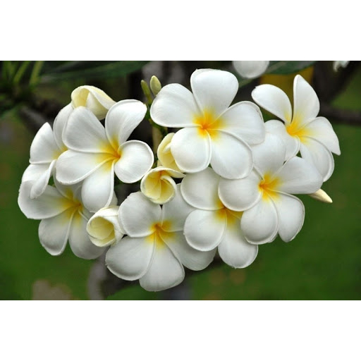 Tinh dầu Hoa Sứ Trắng 10ml - 100ml / White Frangipani Pure Oil