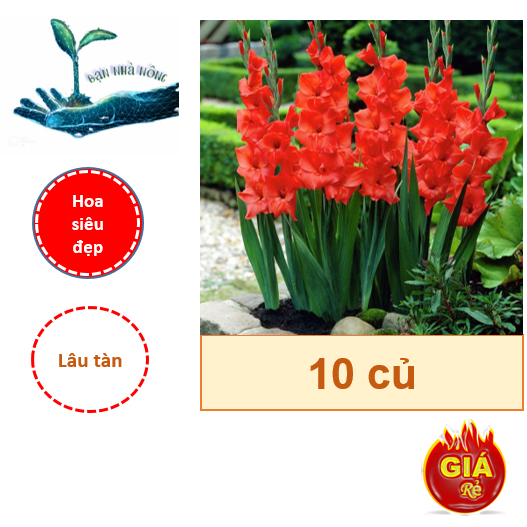 Bộ 10 Củ giống hoa lay ơn màu đỏ ( Hoa đẹp, Nở to đều - Dễ trồng, Lâu phai )