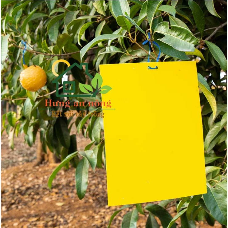 Sét 10 miếng keo dán 2 mặt kèm kẽm treo dùng bẫy ruồi vàng côn trùng có cánh