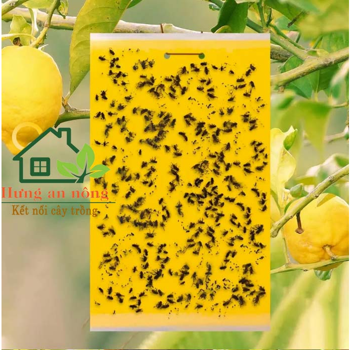 Sét 10 miếng keo dán 2 mặt kèm kẽm treo dùng bẫy ruồi vàng côn trùng có cánh